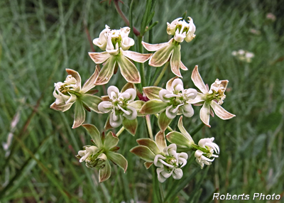 Whorled_Milkweed