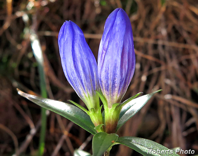 Gentians