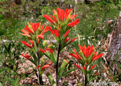 Castilleja