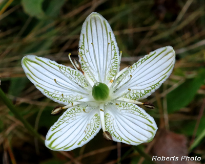 Parnassia