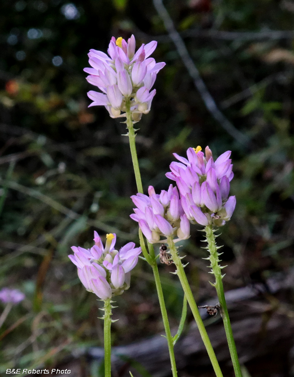 Nuttalls_Milkwort