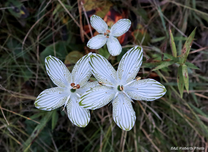 Parnassia_grandifolia