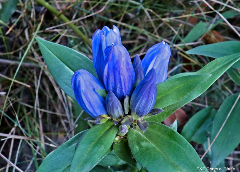 Soapwort_Gentian