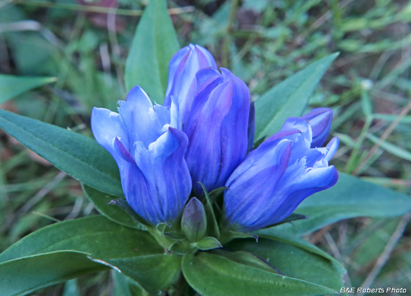 Soapwort_Gentian