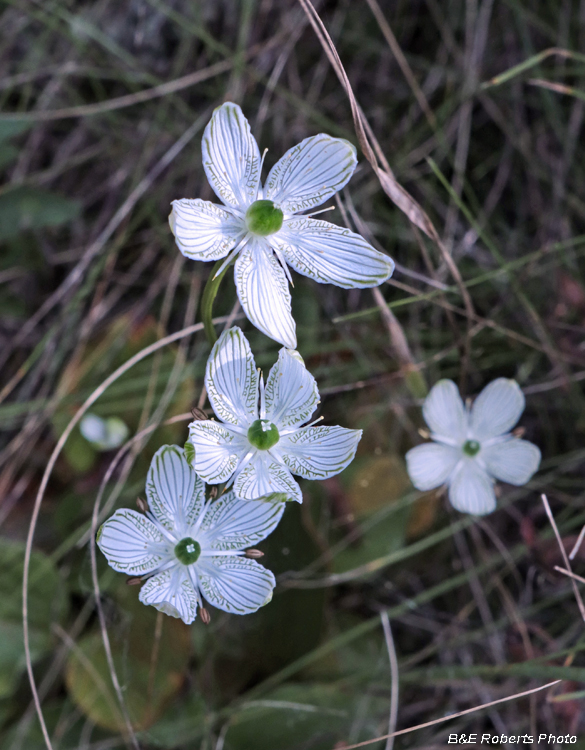 Parnassia_grandifolia