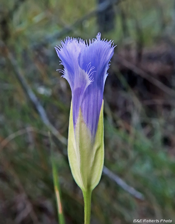 Gentianopsis