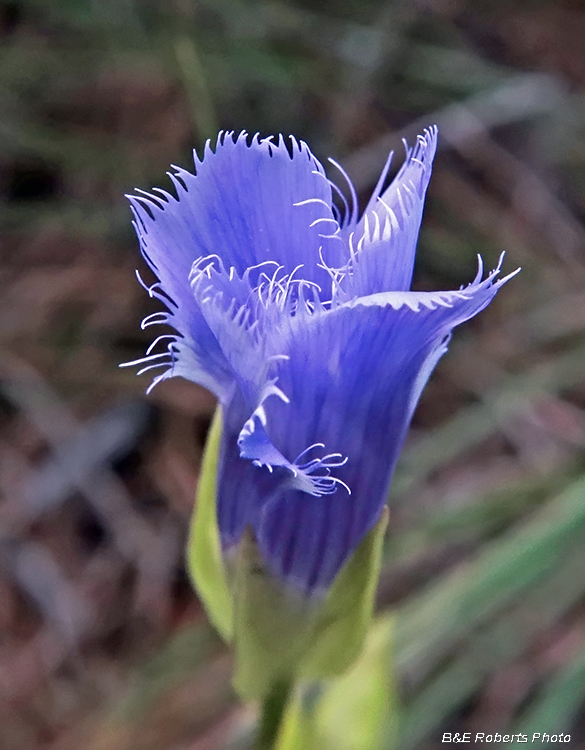 Gentianopsis