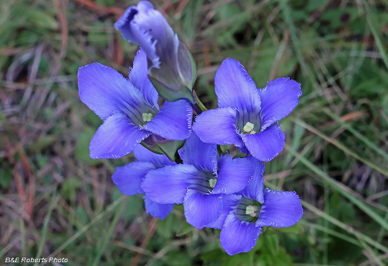 Gentianopsis