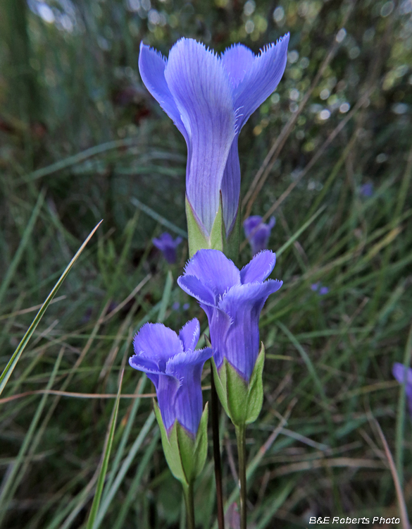 Gentianopsis