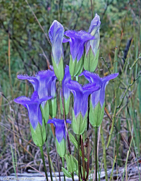 Gentianopsis