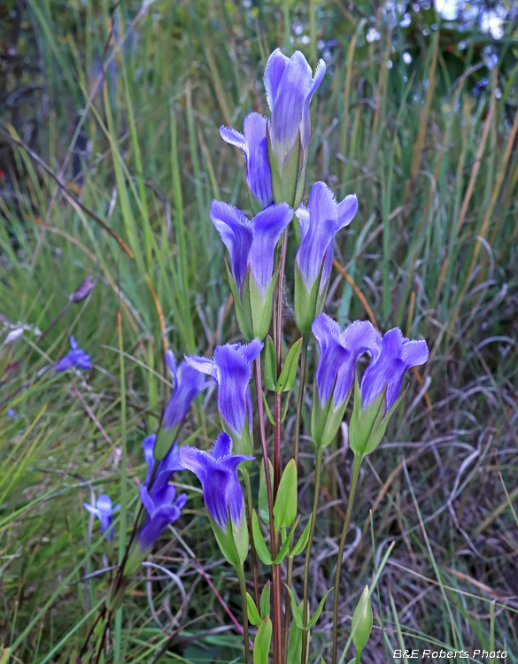 Gentianopsis_crinita