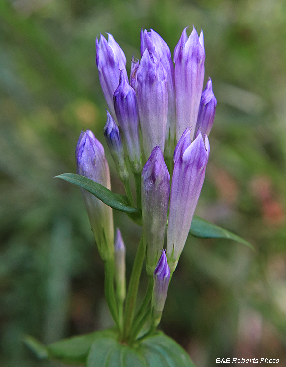 Stiff_Gentian