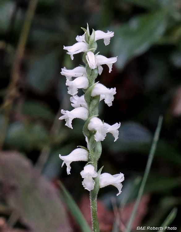 Spiranthes