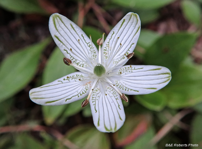 Parnassia_grandifolia