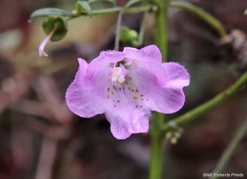 Agalinis_tenuifolia