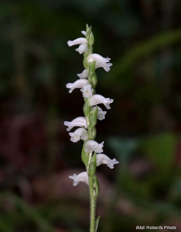 Spiranthes_cernua