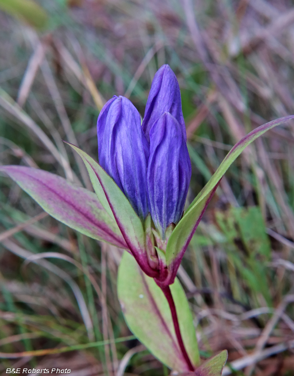 Gentiana