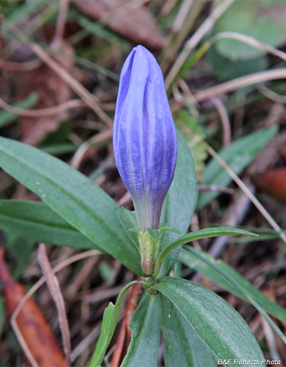 Gentiana