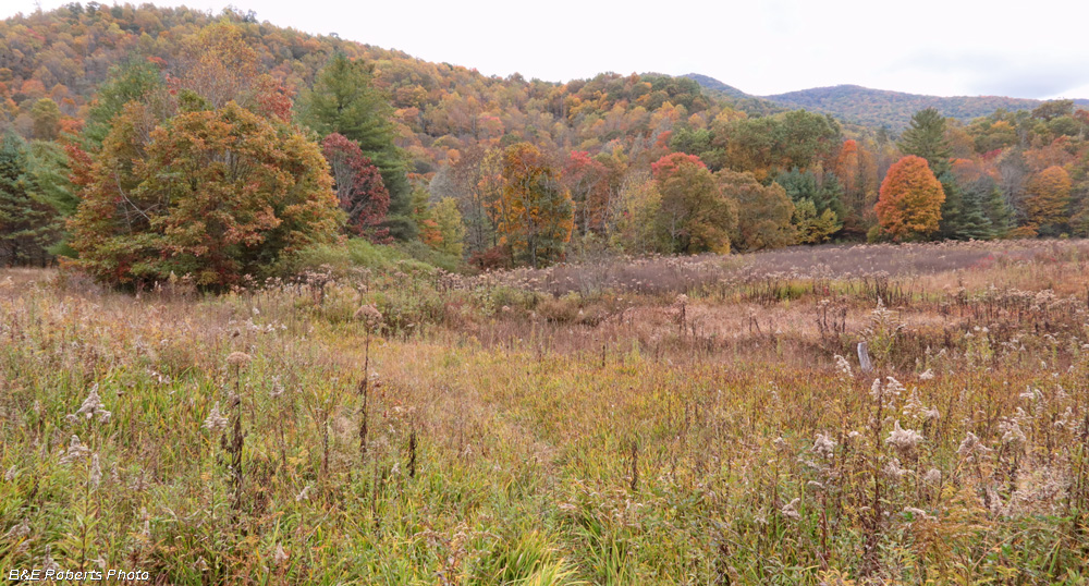 Buck_Crk_Lodge_meadow