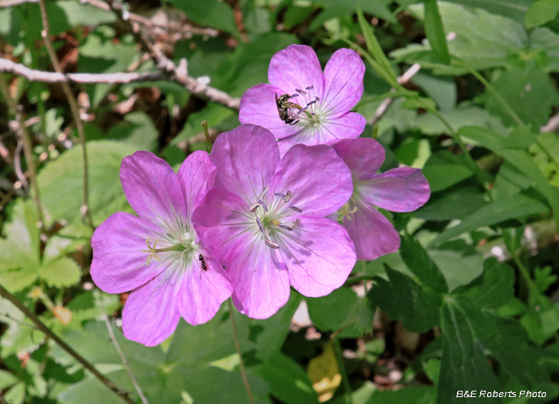 Wild_Geranium