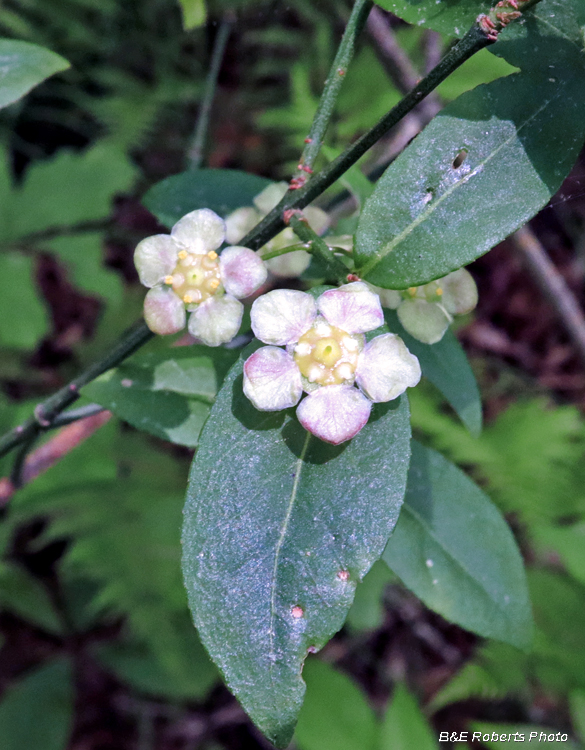 Euonymus