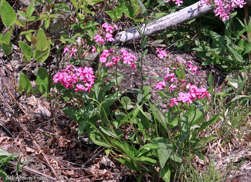 Phlox