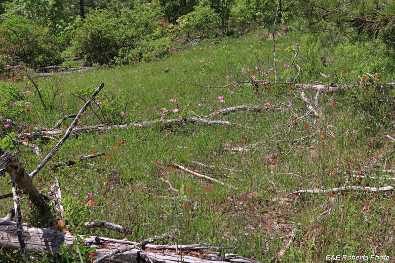 Barrens_habitat