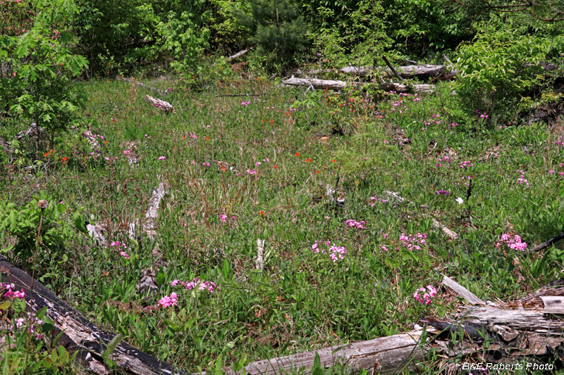 Barrens_habitat