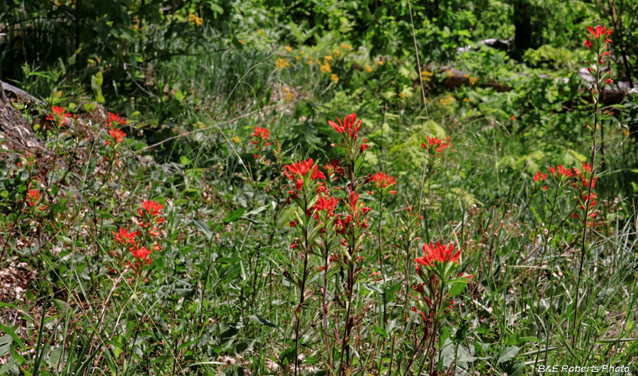 Castilleja