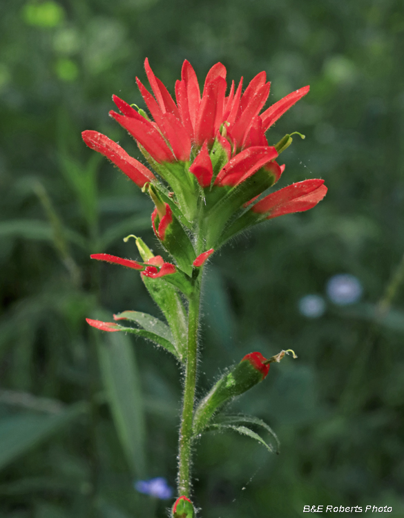 Castilleja