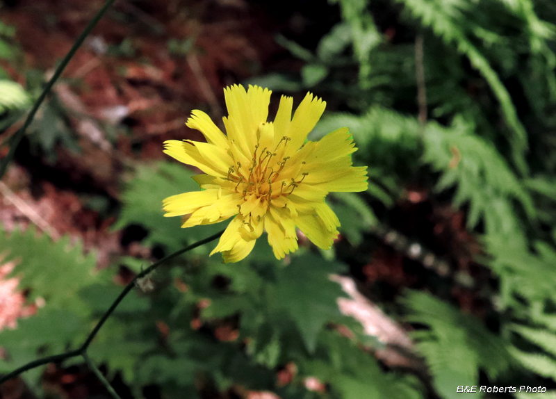 Hawkweed