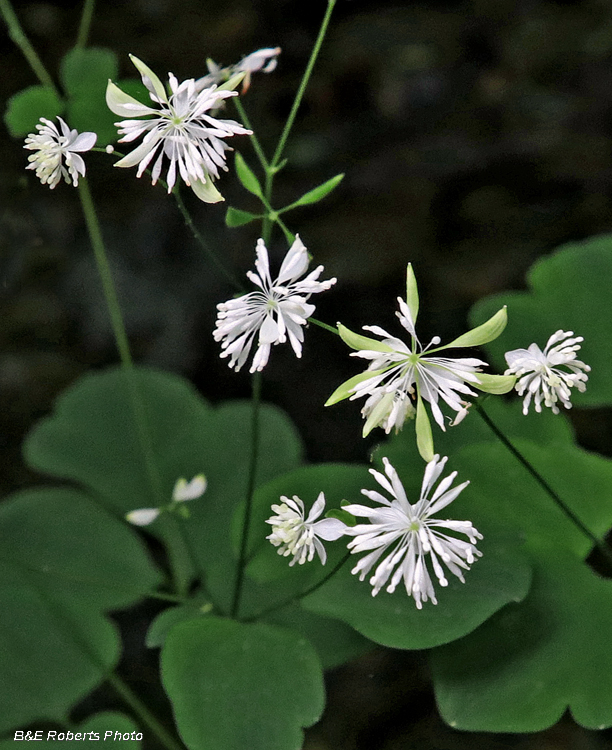 Mtn_Meadow_Rue