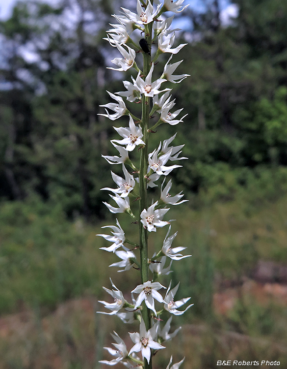 Stenanthium_gramineum