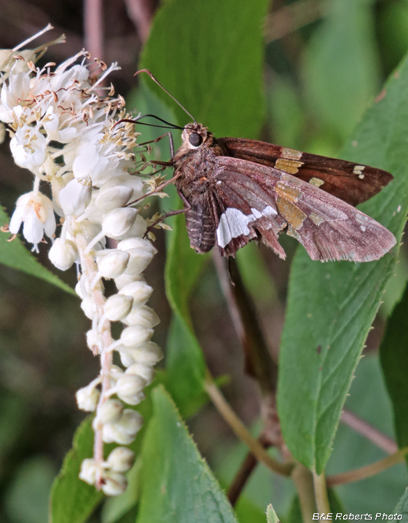 Skipper_on_Pepperbush