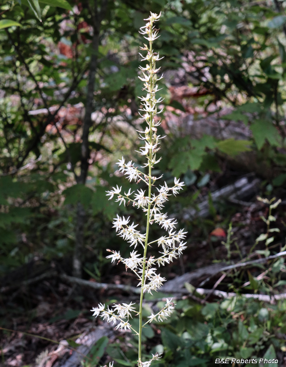 Stenanthium