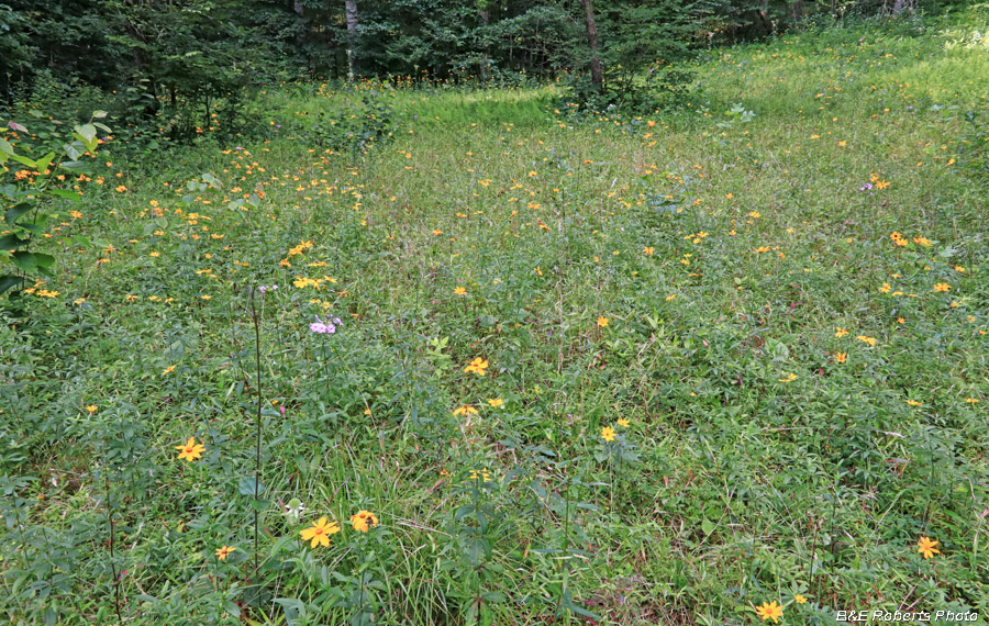 Meadow_flowers