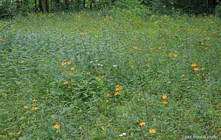 Meadow_flowers