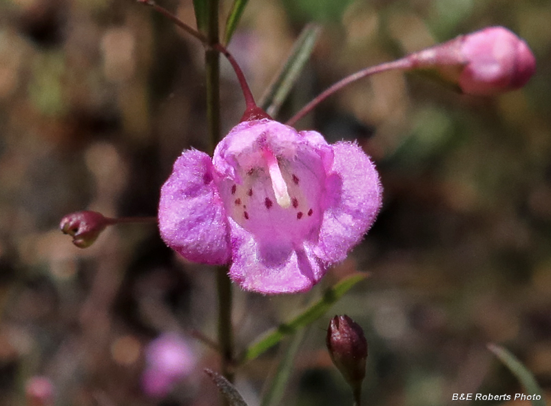 Agalinis_tenuifolia