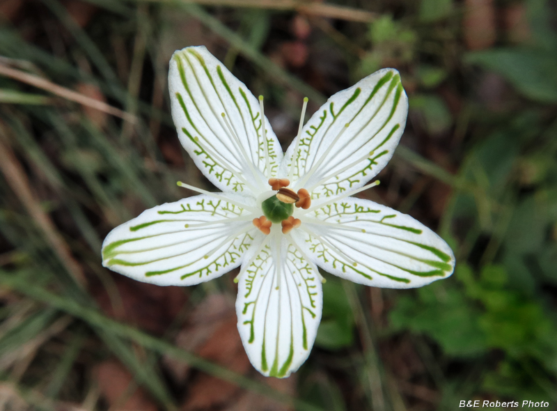 Parnassia