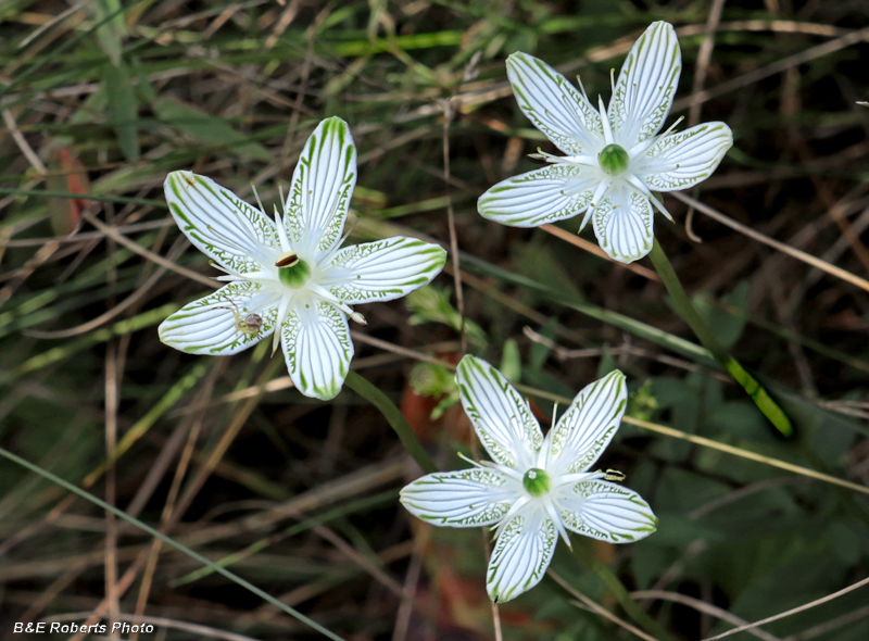 Parnassia