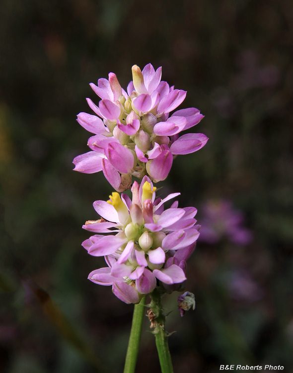 Polygala