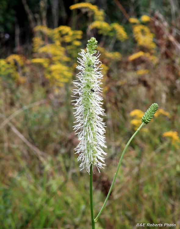 Sanguisorba