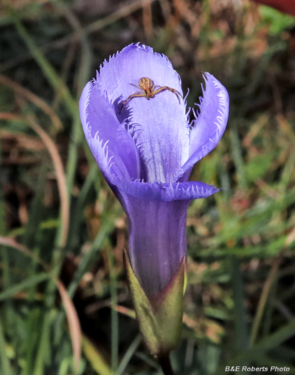 Gentianopsis_crab-spider