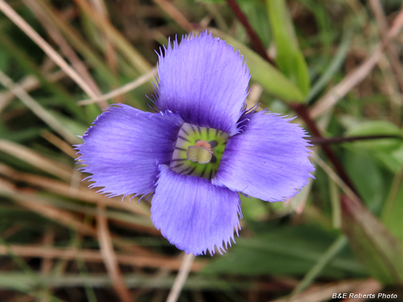 Gentianopsis