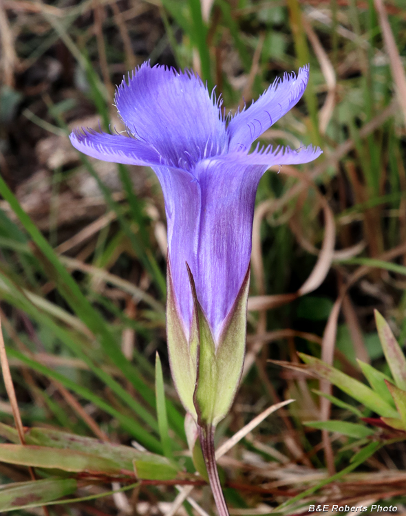 Gentianopsis