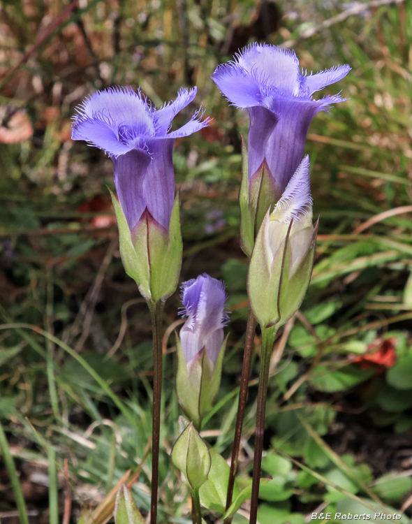 Gentianopsis