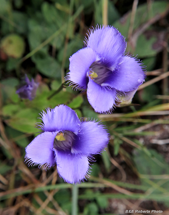 Gentianopsis