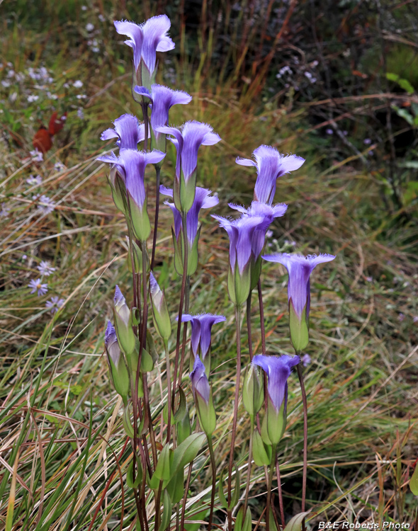 Gentianopsis