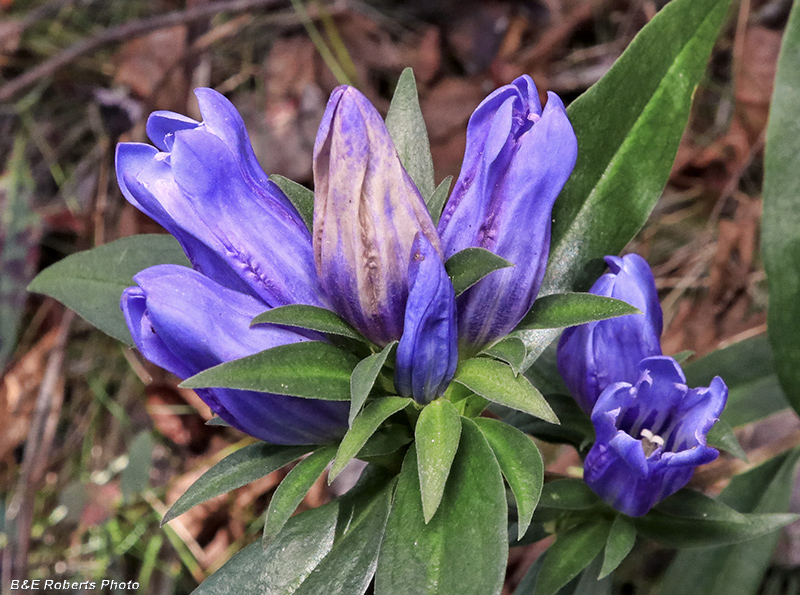 Gentiana