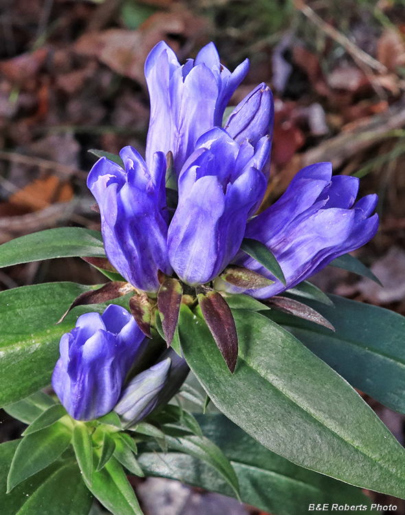 Gentiana